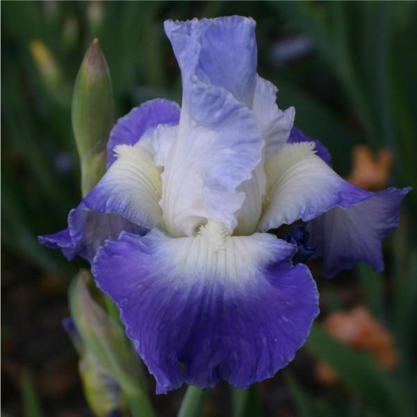 Photo of Tall Bearded Iris (Iris 'Clarence') uploaded by avmoran