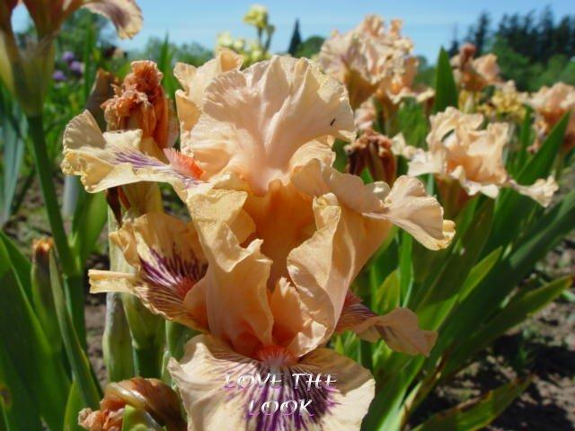 Photo of Intermediate Bearded Iris (Iris 'Love the Look') uploaded by irisloverdee