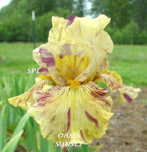 Photo of Tall Bearded Iris (Iris 'Oasis Sunset') uploaded by irisloverdee