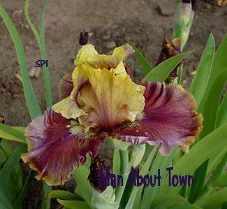 Photo of Tall Bearded Iris (Iris 'Man About Town') uploaded by irisloverdee