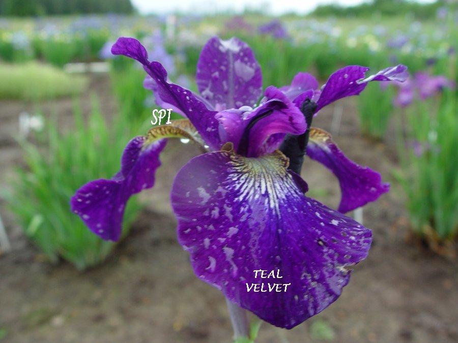 Photo of Siberian Iris (Iris 'Teal Velvet') uploaded by irisloverdee
