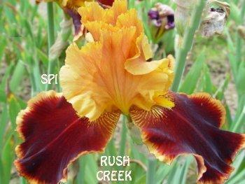 Photo of Tall Bearded Iris (Iris 'Rush Creek') uploaded by irisloverdee