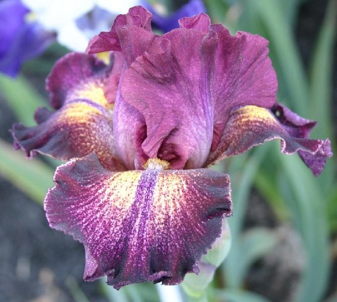 Photo of Tall Bearded Iris (Iris 'Colortart') uploaded by avmoran