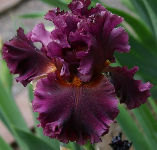 Photo of Tall Bearded Iris (Iris 'Current Events') uploaded by avmoran