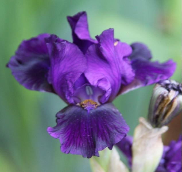 Photo of Intermediate Bearded Iris (Iris 'Dark Waters') uploaded by avmoran
