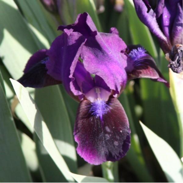 Photo of Standard Dwarf Bearded Iris (Iris 'Dark Crystal') uploaded by avmoran