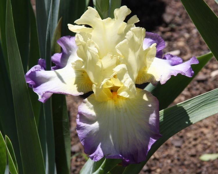 Photo of Tall Bearded Iris (Iris 'Designer's Art') uploaded by avmoran
