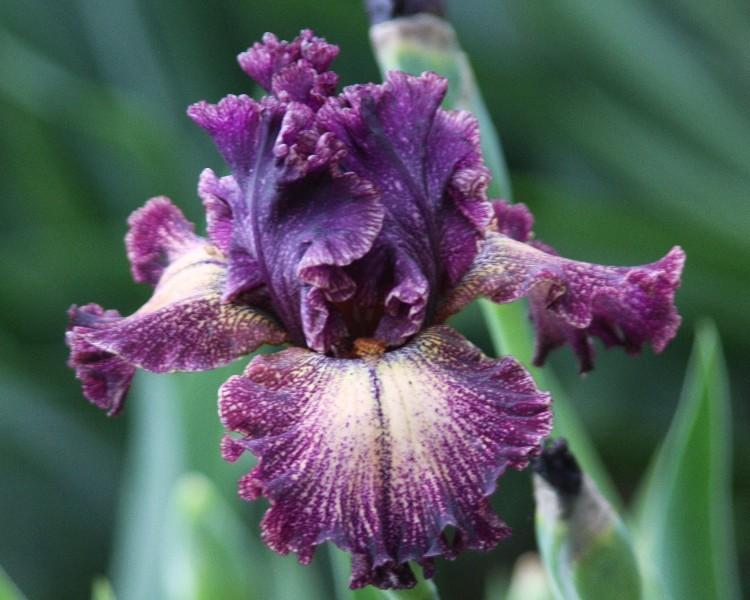Photo of Tall Bearded Iris (Iris 'Dark Drama') uploaded by avmoran