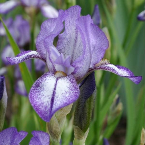 Photo of Miniature Tall Bearded Iris (Iris 'Deuce') uploaded by avmoran
