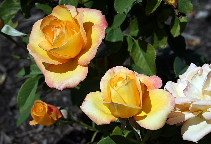 Photo of Rose (Rosa 'Gold Medal') uploaded by Calif_Sue