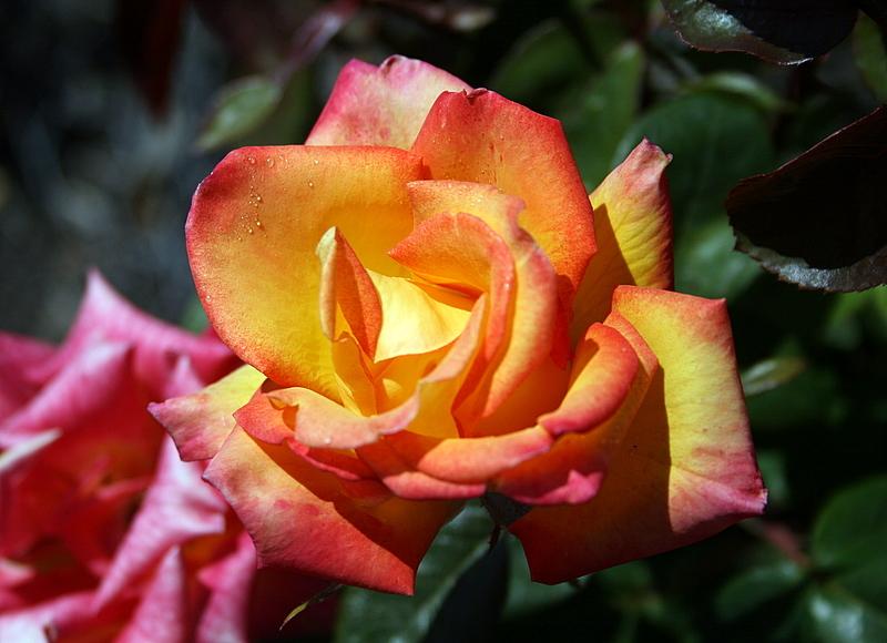 Photo of Rose (Rosa 'Red Gold') uploaded by Calif_Sue