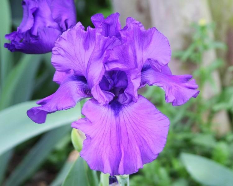 Photo of Tall Bearded Iris (Iris 'Dusky He-Man') uploaded by avmoran