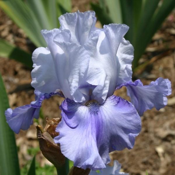 Photo of Tall Bearded Iris (Iris 'Duncan's Smiling Eyes') uploaded by avmoran