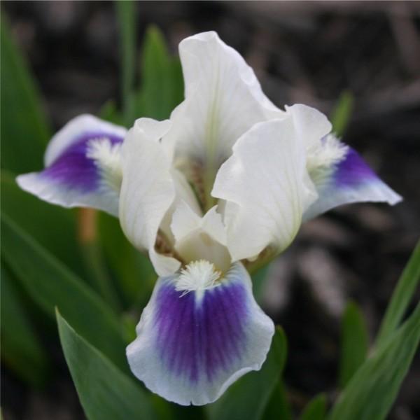 Photo of Miniature Dwarf Bearded Iris (Iris 'Doozey') uploaded by avmoran