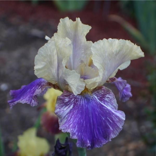 Photo of Intermediate Bearded Iris (Iris 'Doe Z Doe') uploaded by avmoran