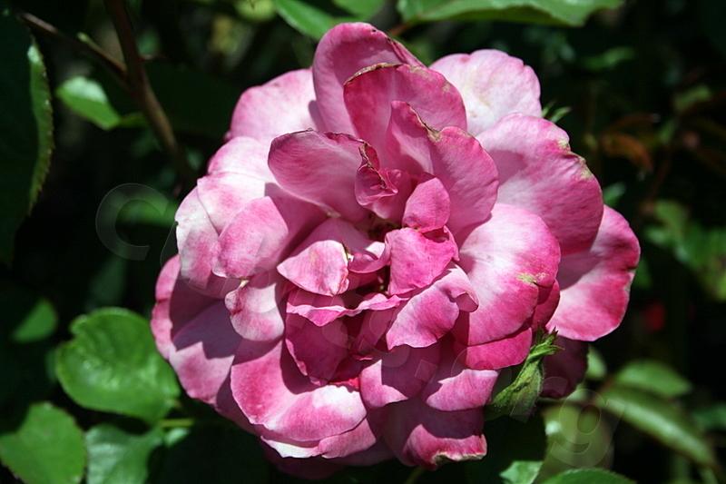 Photo of Rose (Rosa 'Saint-Exupery') uploaded by Calif_Sue