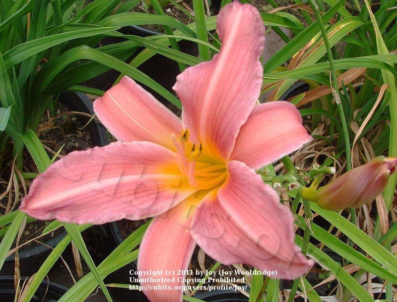 Photo of Daylily (Hemerocallis 'Pink Damask') uploaded by Joy