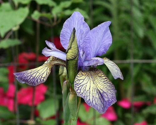 Photo of Siberian Iris (Iris 'Banish Misfortune') uploaded by MShadow