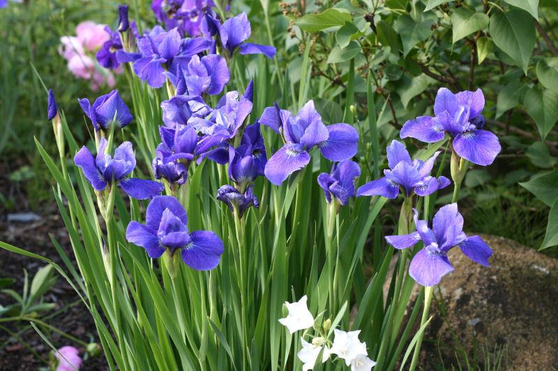 Photo of Siberian Iris (Iris 'Big Blue') uploaded by MShadow