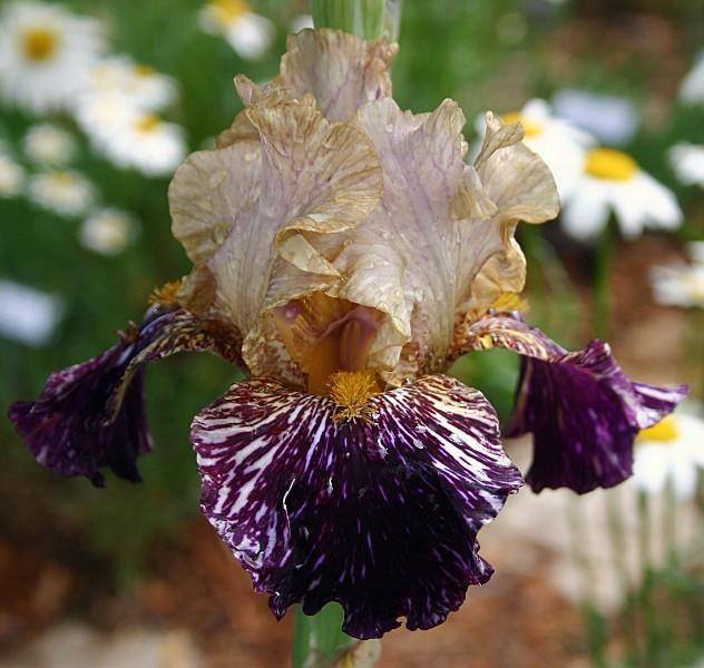 Photo of Tall Bearded Iris (Iris 'Grape Snakez') uploaded by avmoran