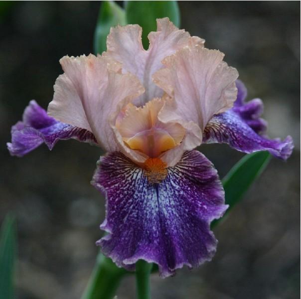 Photo of Intermediate Bearded Iris (Iris 'Flying Circus') uploaded by avmoran