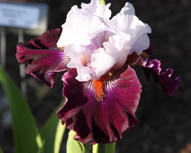 Photo of Tall Bearded Iris (Iris 'Full Figured') uploaded by avmoran