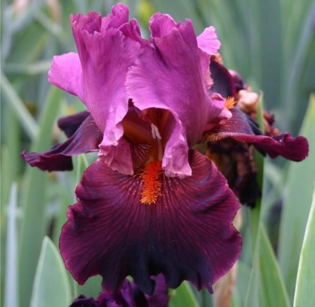 Photo of Tall Bearded Iris (Iris 'Fiery Temper') uploaded by avmoran