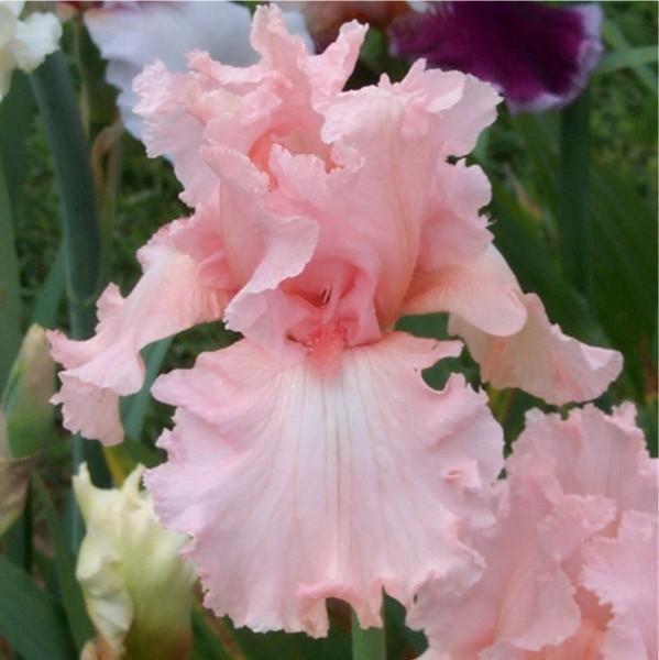 Photo of Tall Bearded Iris (Iris 'Happenstance') uploaded by avmoran