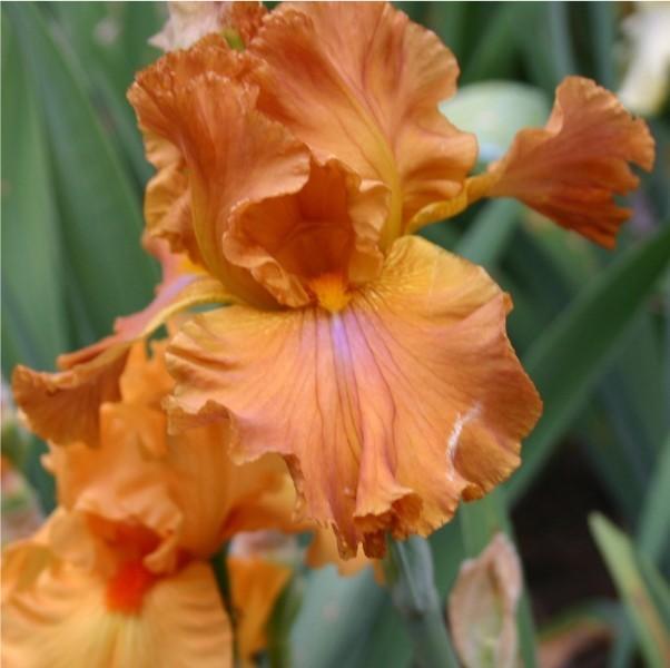 Photo of Tall Bearded Iris (Iris 'Erotic Touch') uploaded by avmoran