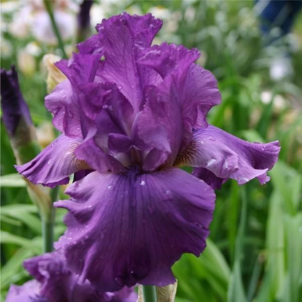Photo of Tall Bearded Iris (Iris 'Good Looking') uploaded by avmoran