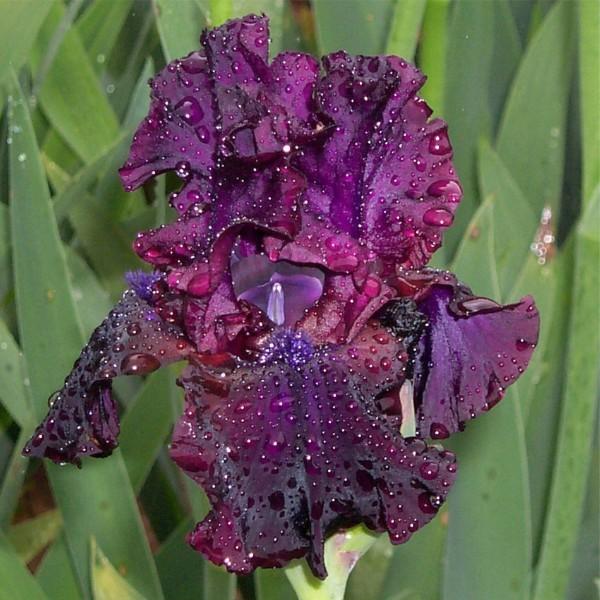 Photo of Tall Bearded Iris (Iris 'Ebony Angel') uploaded by avmoran