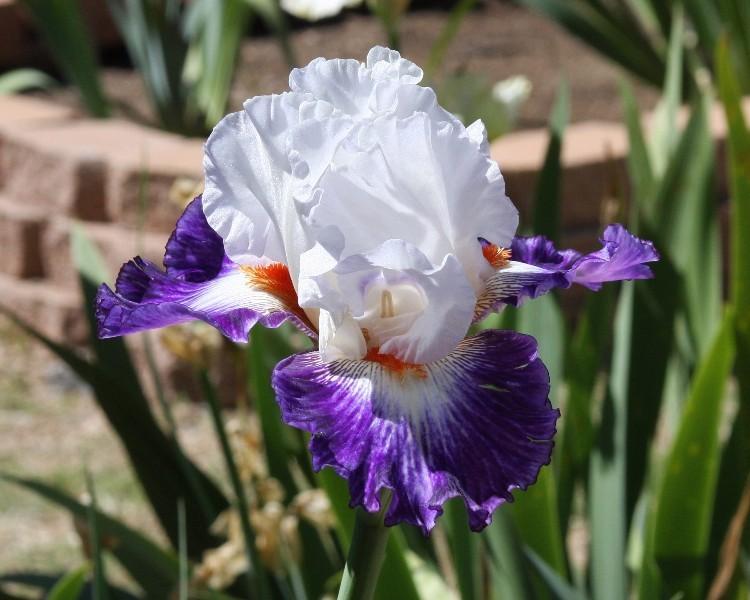 Photo of Tall Bearded Iris (Iris 'Gypsy Lord') uploaded by avmoran
