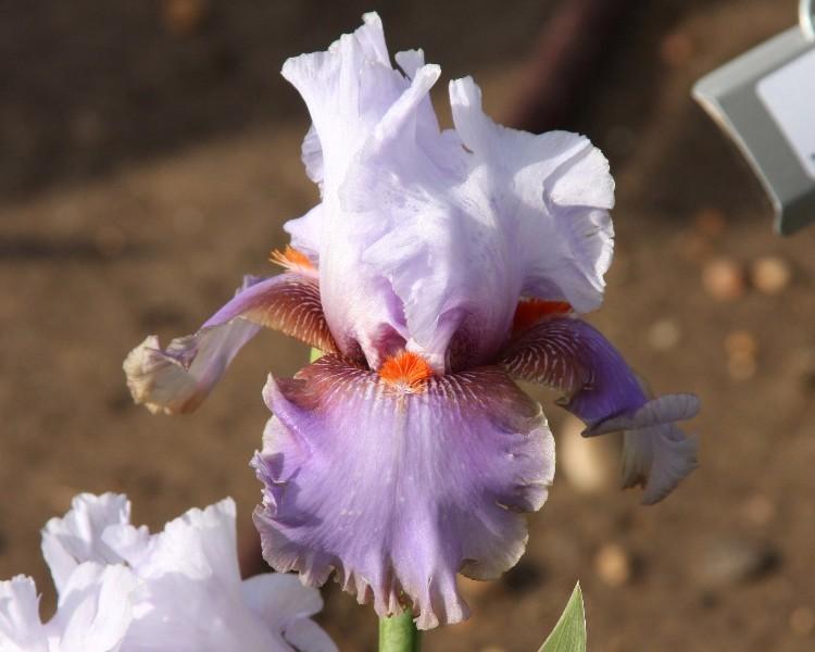 Photo of Tall Bearded Iris (Iris 'Flying Down to Rio') uploaded by avmoran