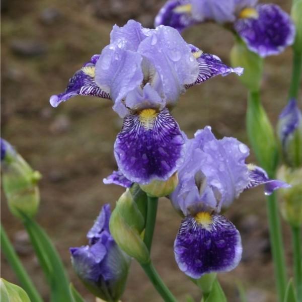 Photo of Miniature Tall Bearded Iris (Iris 'Ah Yes') uploaded by avmoran