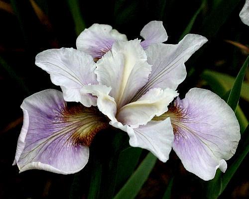 Photo of Siberian Iris (Iris 'Fond Kiss') uploaded by MShadow