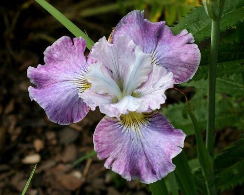 Photo of Siberian Iris (Iris 'Impression') uploaded by MShadow