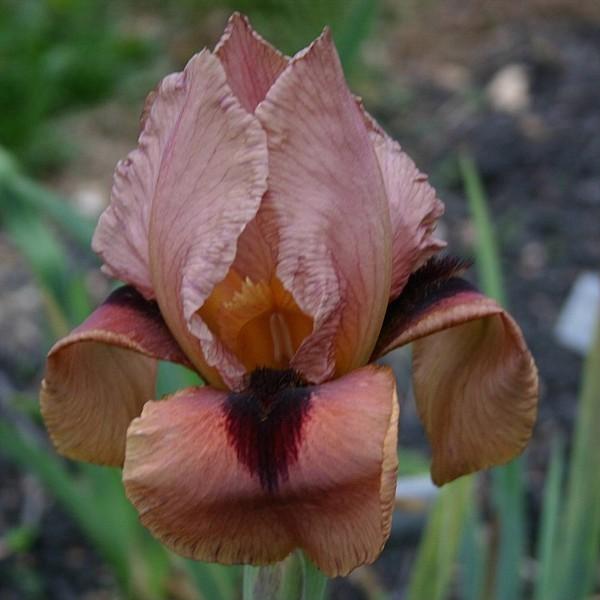 Photo of Arilbred Iris (Iris 'Frontier Spirit') uploaded by avmoran