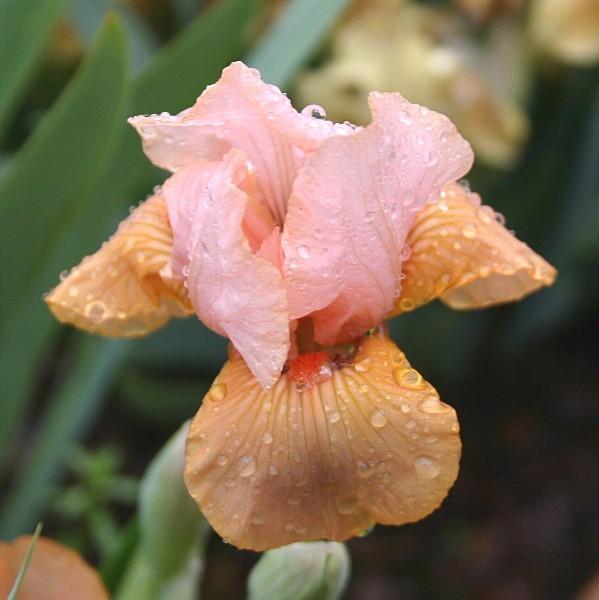 Photo of Intermediate Bearded Iris (Iris 'Furioso') uploaded by avmoran