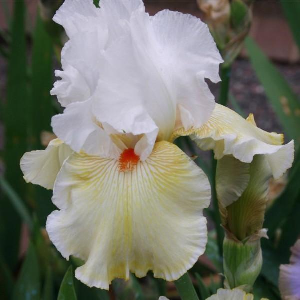 Photo of Tall Bearded Iris (Iris 'Frontier Lady') uploaded by avmoran