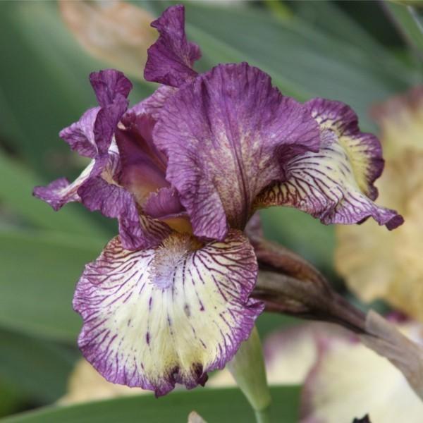 Photo of Intermediate Bearded Iris (Iris 'Gnu Rayz') uploaded by avmoran