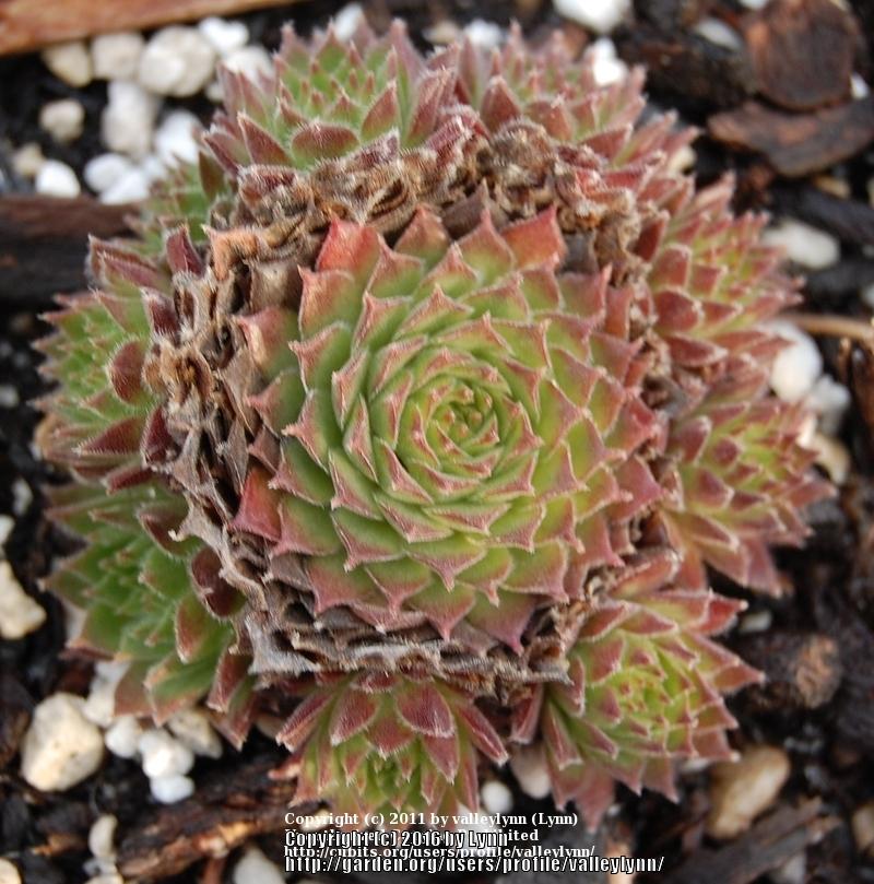 Photo of Hen and Chicks (Sempervivum 'Pacific Red Tide') uploaded by valleylynn