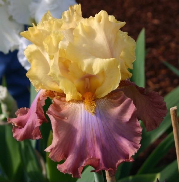 Photo of Tall Bearded Iris (Iris 'High Chaparral') uploaded by avmoran