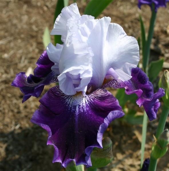 Photo of Tall Bearded Iris (Iris 'High Class') uploaded by avmoran
