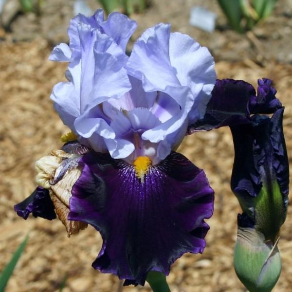 Photo of Tall Bearded Iris (Iris 'Habit') uploaded by avmoran