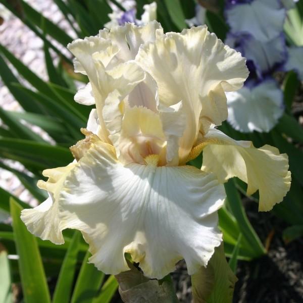 Photo of Tall Bearded Iris (Iris 'Gilded Cream') uploaded by avmoran