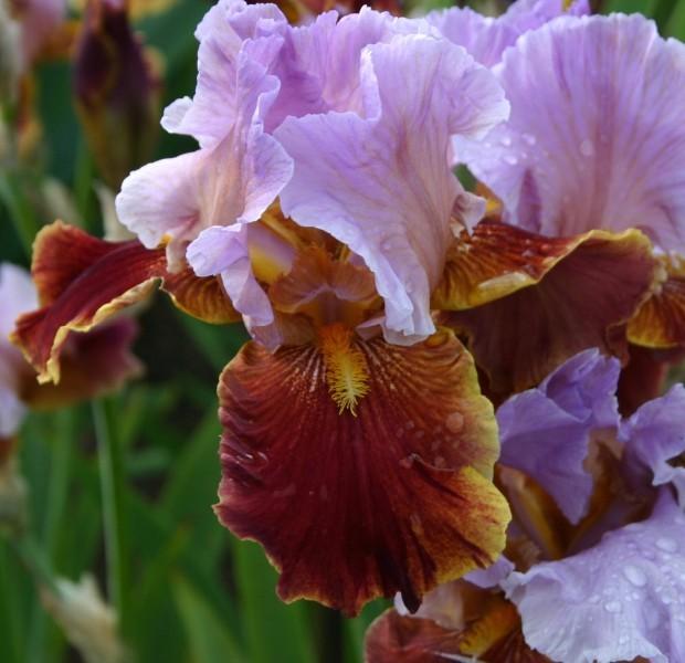 Photo of Tall Bearded Iris (Iris 'Golly Gee Whiz') uploaded by avmoran