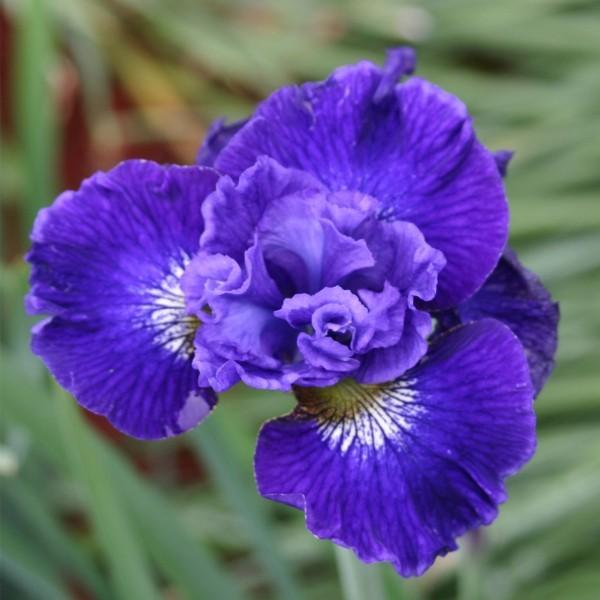 Photo of Siberian Iris (Iris 'Great Falls Love') uploaded by avmoran