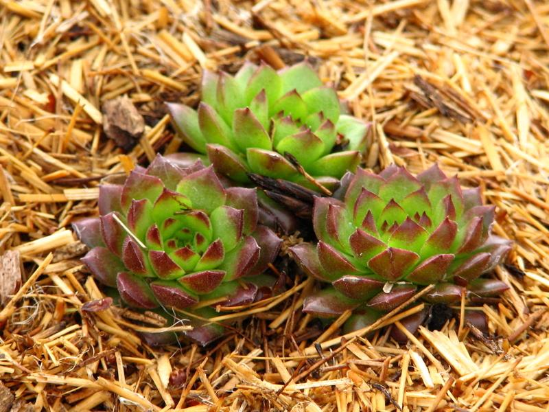 Photo of Hen and Chicks (Sempervivum 'Plastic') uploaded by valleyrimgirl
