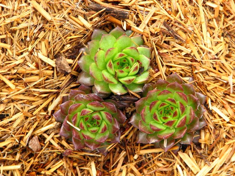 Photo of Hen and Chicks (Sempervivum 'Plastic') uploaded by valleyrimgirl