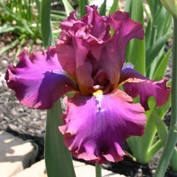 Photo of Tall Bearded Iris (Iris 'Hook') uploaded by avmoran